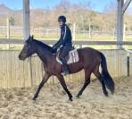Jeune jument d'avenir CCE dressage