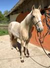 Pouliche Palomino type Ibérique 