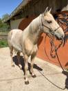 Pouliche Palomino type Ibérique 