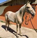Pouliche Palomino type Ibérique 