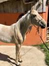 Pouliche Palomino type Ibérique 