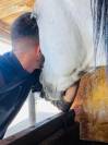 Sofien 36 ans Palefrenier pour un poste logé 