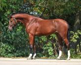 Vendo puledro 4 anni