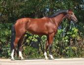 Vendo puledro 4 anni