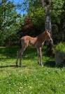 Pouliche QH 