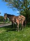 Pouliche QH 