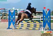 Pony da concorso 