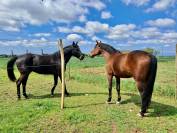 Box + paddock attenant