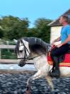 Pure Race Espagnole 10 ans entier polyvent