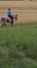 Pure Race Espagnole 10 ans entier polyvent