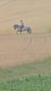 Pure Race Espagnole 10 ans entier polyvent