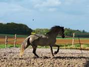 Pure Race Espagnole 10 ans entier polyvent