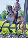 Hengst PRE Puur Ras Spaans Te koop 2015 Schimmel ,  HESPERIO