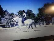Hengst PRE Puur Ras Spaans Te koop 2015 Schimmel ,  HESPERIO