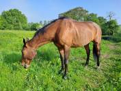 Cheval CSO / Vente