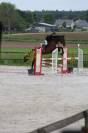 Cheval CSO / Vente