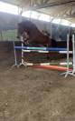 Jolie jument onc croisée Quater Horse 5 ans