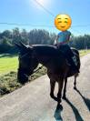 Jolie jument onc croisée Quater Horse 5 ans