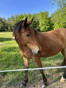 Jolie jument onc croisée Quater Horse 5 ans