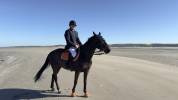 Jument selle français 9 ans par KANNAN