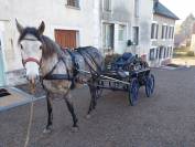 Jument PRE montée et attelée de 7 ans