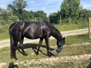 Lusitanien 3ans