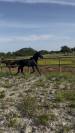 Lusitanien 3ans