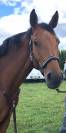 A vendre jument 11 ans (I'm Special de Muze x Orlando)