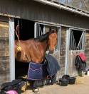 A vendre jument 11 ans (I'm Special de Muze x Orlando)