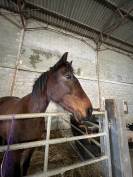 Jolie trotteuse polyvalente à vendre