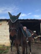 Jolie trotteuse polyvalente à vendre