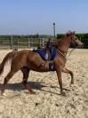 Jument pur sang arabe 7 ans 