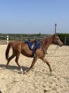Jument pur sang arabe 7 ans 