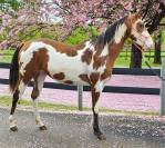 Pouliche Paint HOrse 