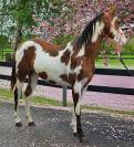 Pouliche Paint HOrse 