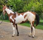 Pouliche Paint HOrse 