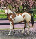 Pouliche Paint HOrse 