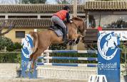 KWPN , castrone 7 anni da Emerald van ’t Ruytershof.
