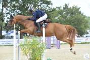Super jument de concours amateur 