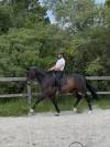 Hongre dressage 