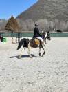  A vendre Poney ONC MALE NOIR PIE 2015