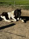  A vendre Poney ONC MALE NOIR PIE 2015