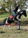 A vendre Poney ONC MALE NOIR PIE 2015