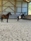  A vendre Poney ONC MALE NOIR PIE 2015