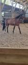 Poney D à CONFIER