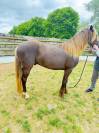 Caballo castrado Rocky Mountain En venta 2023 Pelo de vaca por ally's grimaldi