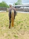 Caballo castrado Rocky Mountain En venta 2023 Pelo de vaca por ally's grimaldi