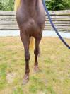 Caballo castrado Rocky Mountain En venta 2023 Pelo de vaca por ally's grimaldi