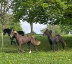 Caballo castrado Rocky Mountain En venta 2023 Pelo de vaca por ally's grimaldi