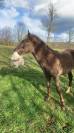 Caballo castrado Rocky Mountain En venta 2023 Pelo de vaca por ally's grimaldi